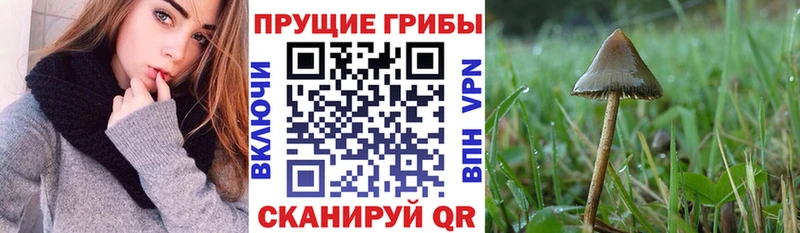 Купить где  Сыктывкар  Галлюциногенные грибы MAGIC MUSHROOMS 